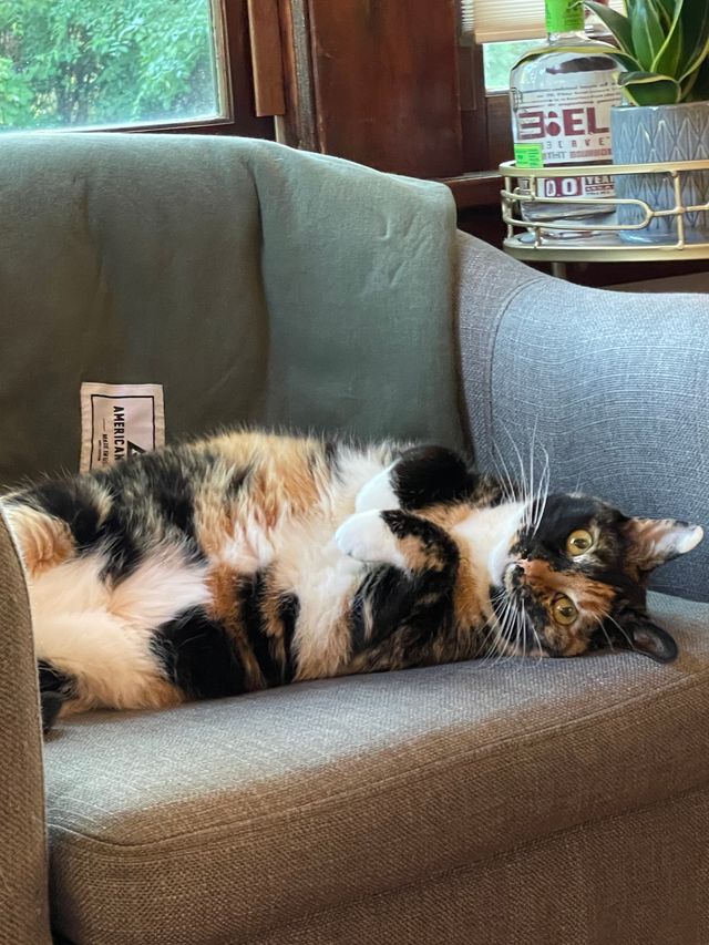 Calico cat stretching on a light-colored couch by a window.