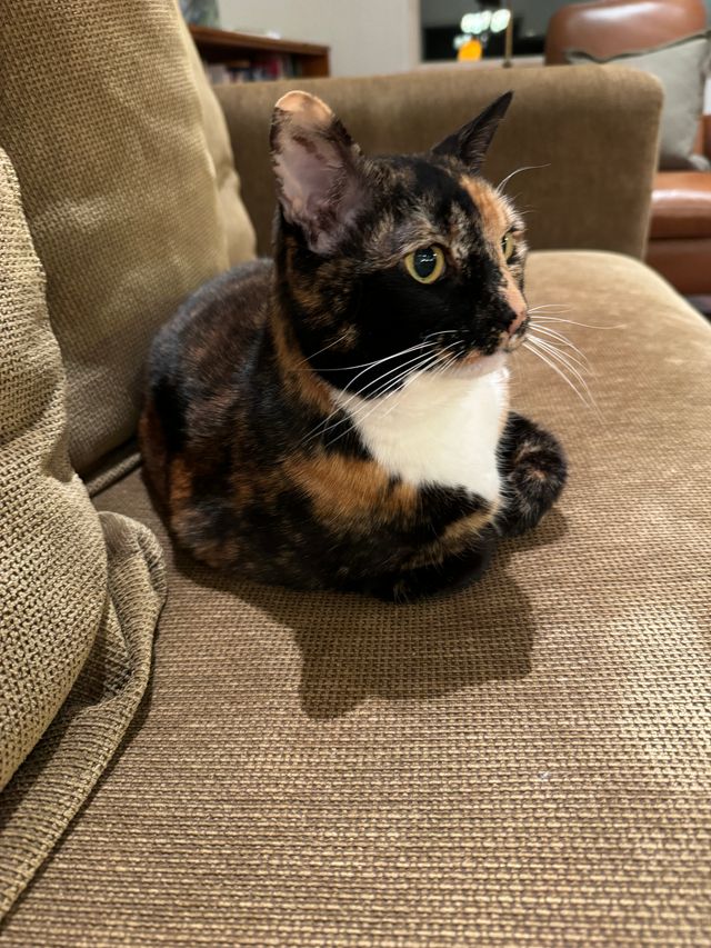 Tortoiseshell cat sitting alert on a beige sofa cushion.