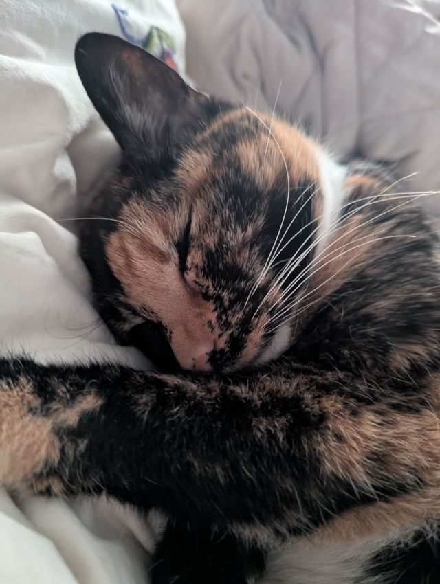 Close-up of a tabby cat's face resting on white bedding, eyes gently closed in a peaceful expression.