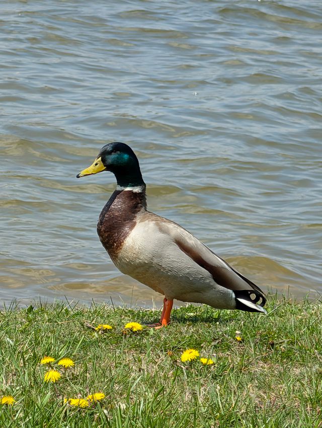 Male mallard duck standing in green grass dotted with small yellow flowers at the edge of calm rippling water.