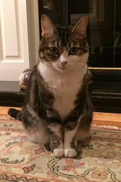 serious_cat
