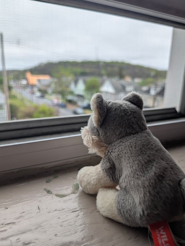 A small gray and white stuffed husky toy sitting on a windowsill, gazing out through a screen at a hillside neighborhood