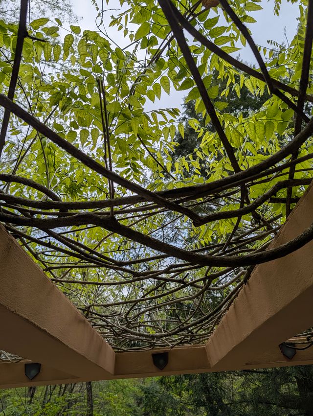 Looking up through a wooden trellis tangled with thick wisteria vines and bright green leaves