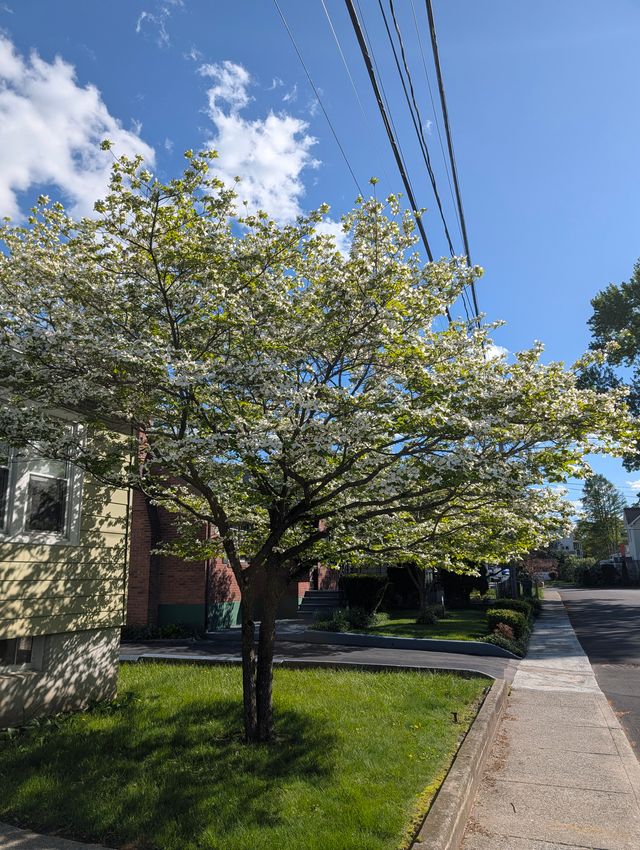 A flowering white dogwood tree on a sunny residential street, with a yellow house and power lines in the background