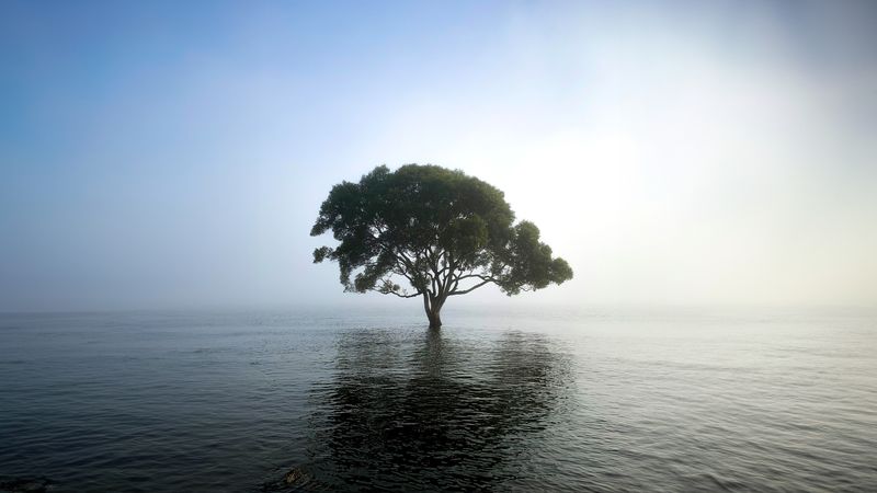 14x4drn3840x2160tree.png (4000x2250)