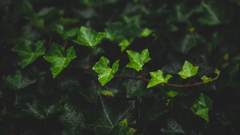 156o9l1commonivyhederahelixoc.jpg (6016x3384)
