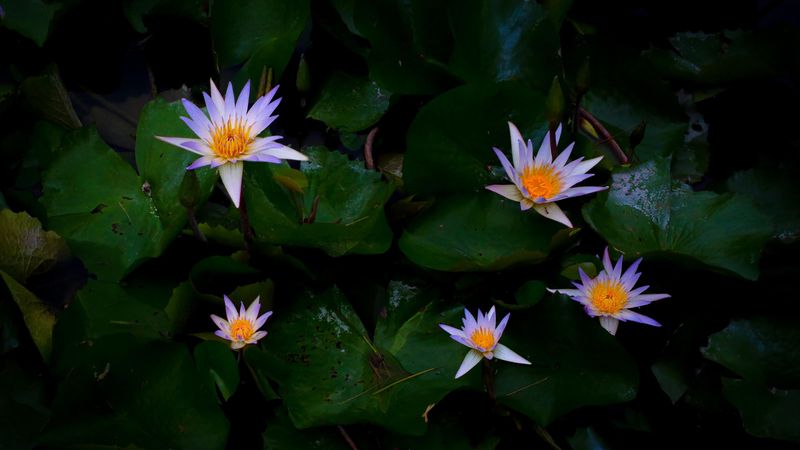157if28waterliliesoc2737x1540.jpg (4000x2251)