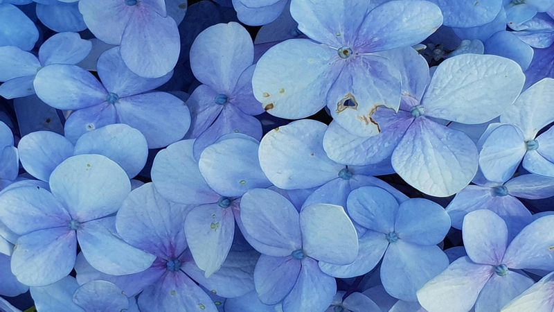 1an076jflowers3840x2400.jpg (4000x2250)