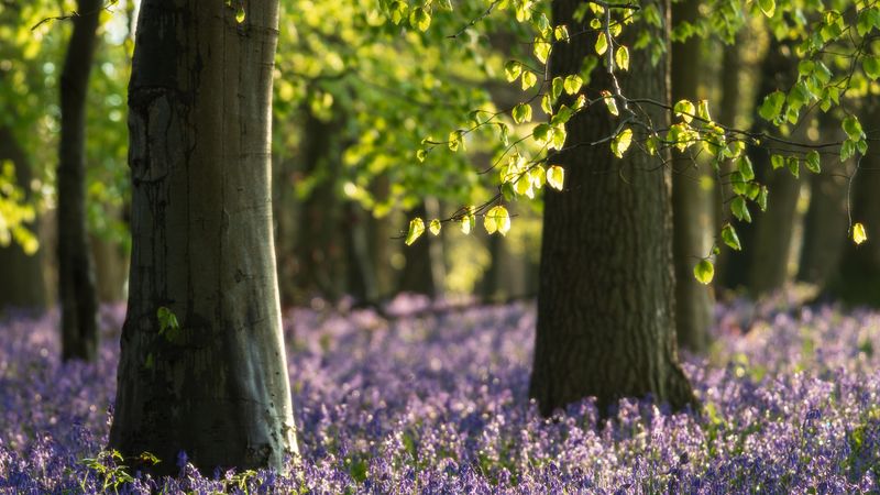 1k98twddockeywoodbluebellsandgreenleavesbedfordshireoc6070x4504.jpg (6070x3414)