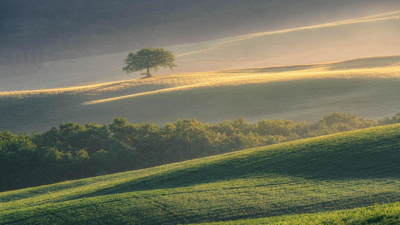 1kdvn7walonetreegrowinginafieldintuscanyoc2000x3000gregoirepnsphotography.jpg (4000x2250)
