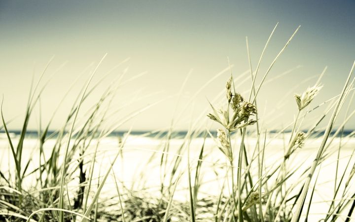 beachnoborderpseudomalaria.jpg (4000x2500)