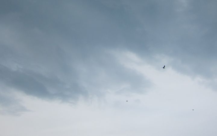 edinburghbirdsjpg.jpg (2528x1580)