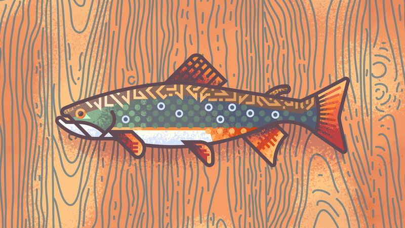 fishtexturebrooktrout.png (4000x2250)