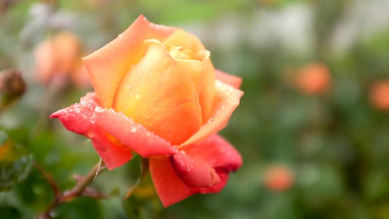 flickr15567436915.jpg (4896x2754)