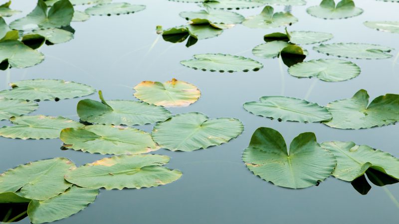 floatingleavesnewsstand.jpg (5120x2880)