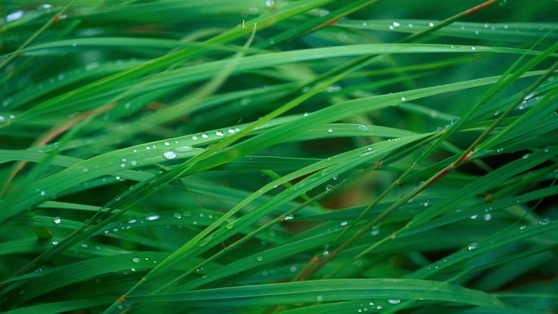 grassbladesorganographist.jpg (5120x2880)