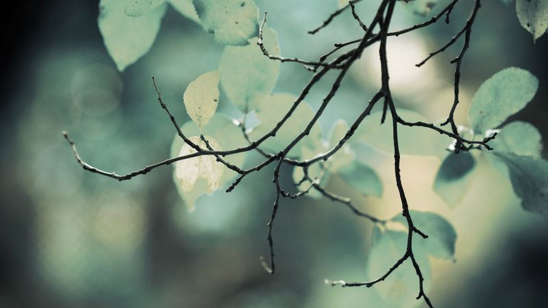 homespun2560x1600byhermik.jpg (2560x1440)