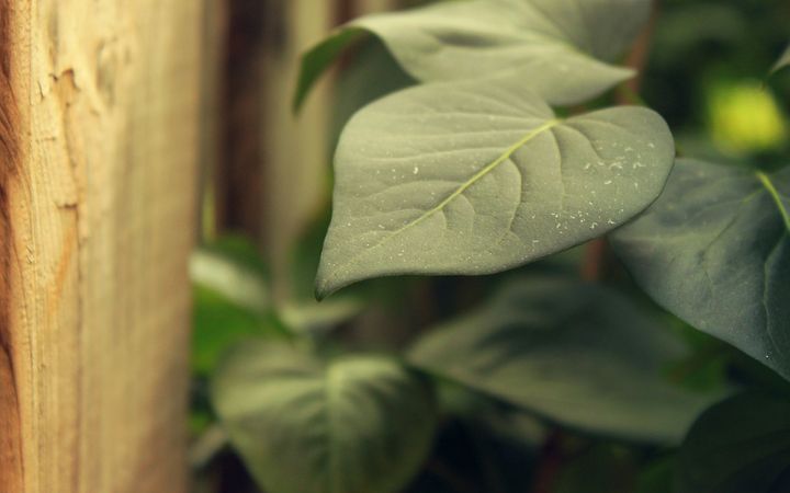 leafy1920x1200spraints.jpg (1920x1200)