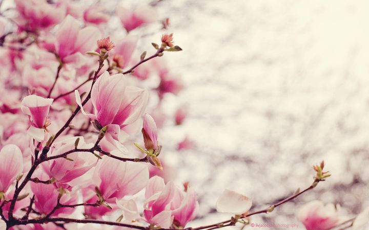magnoliaslogometer.jpg (1920x1200)