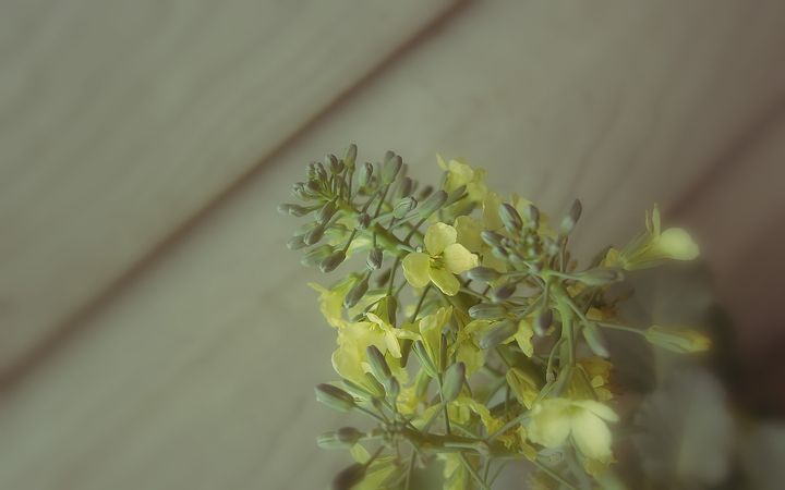 nttraplosionbrideknot.jpg (4000x2500)