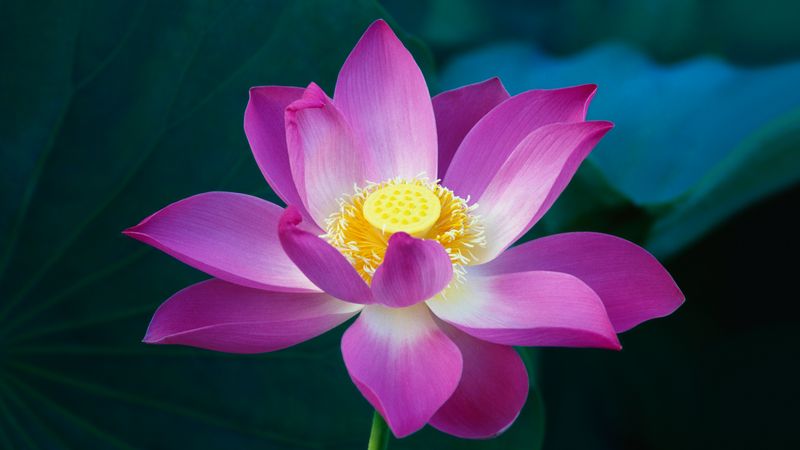 pinklotusflower.jpg (5120x2880)