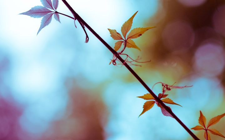 wallpaper387461.png (1920x1200)